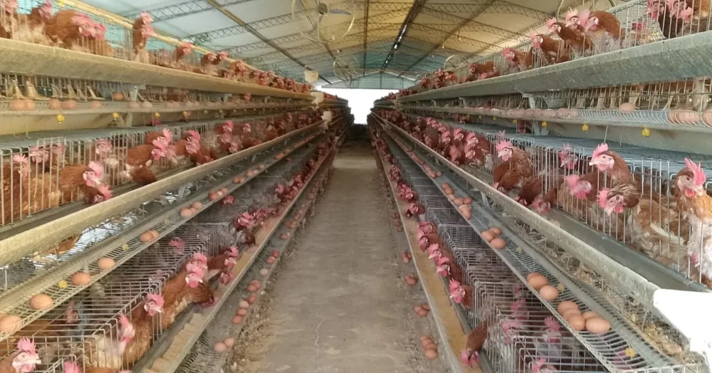 Senasag refuerza medidas por alerta de influenza aviar