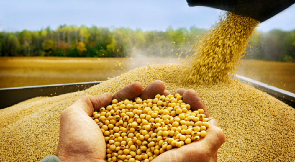 BOLIVIA : Gobierno reanuda exportación de soya hasta 250.000 toneladas