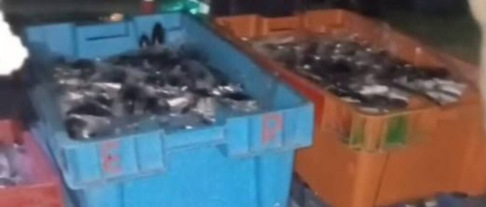 Decomisan más de 400 kilos de trucha en la región del lago Titicaca, cercana a la frontera con Perú